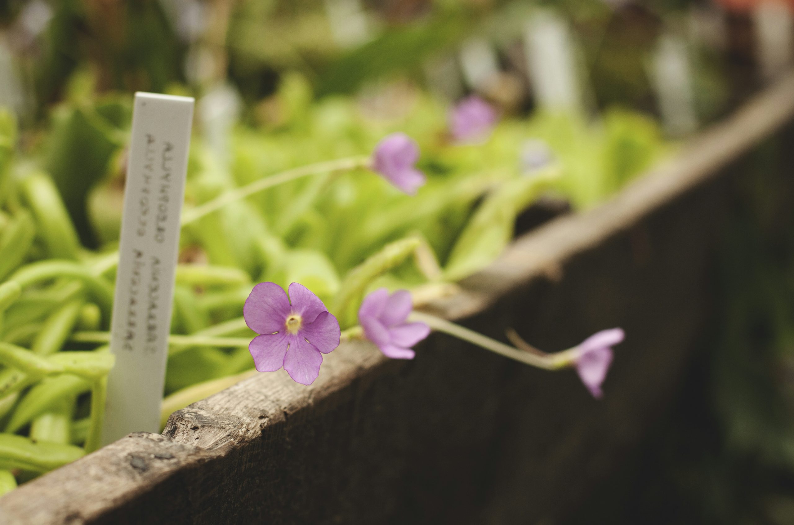 a close up of a plant with purple flowers
