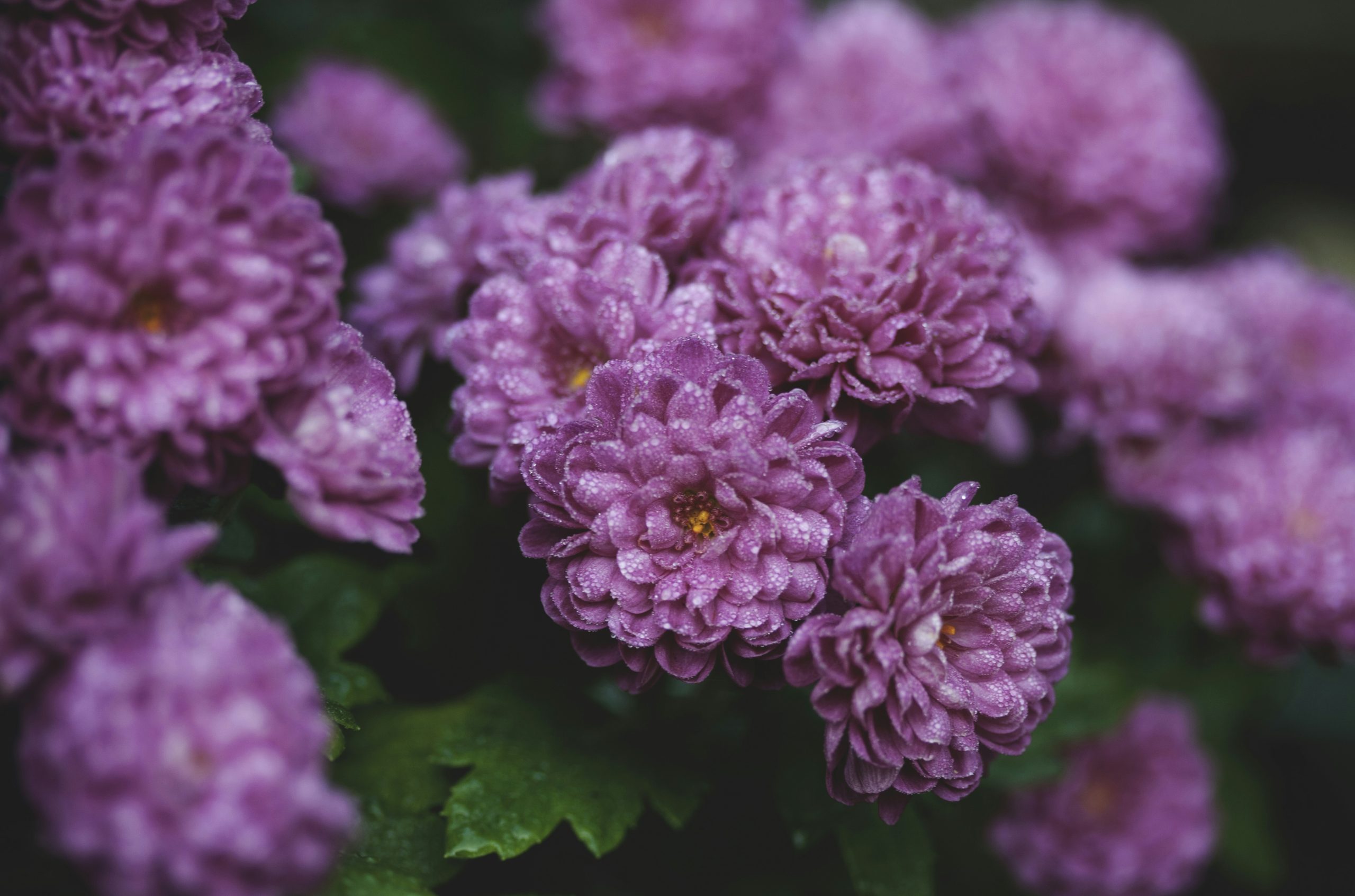 a bunch of purple flowers with green leaves