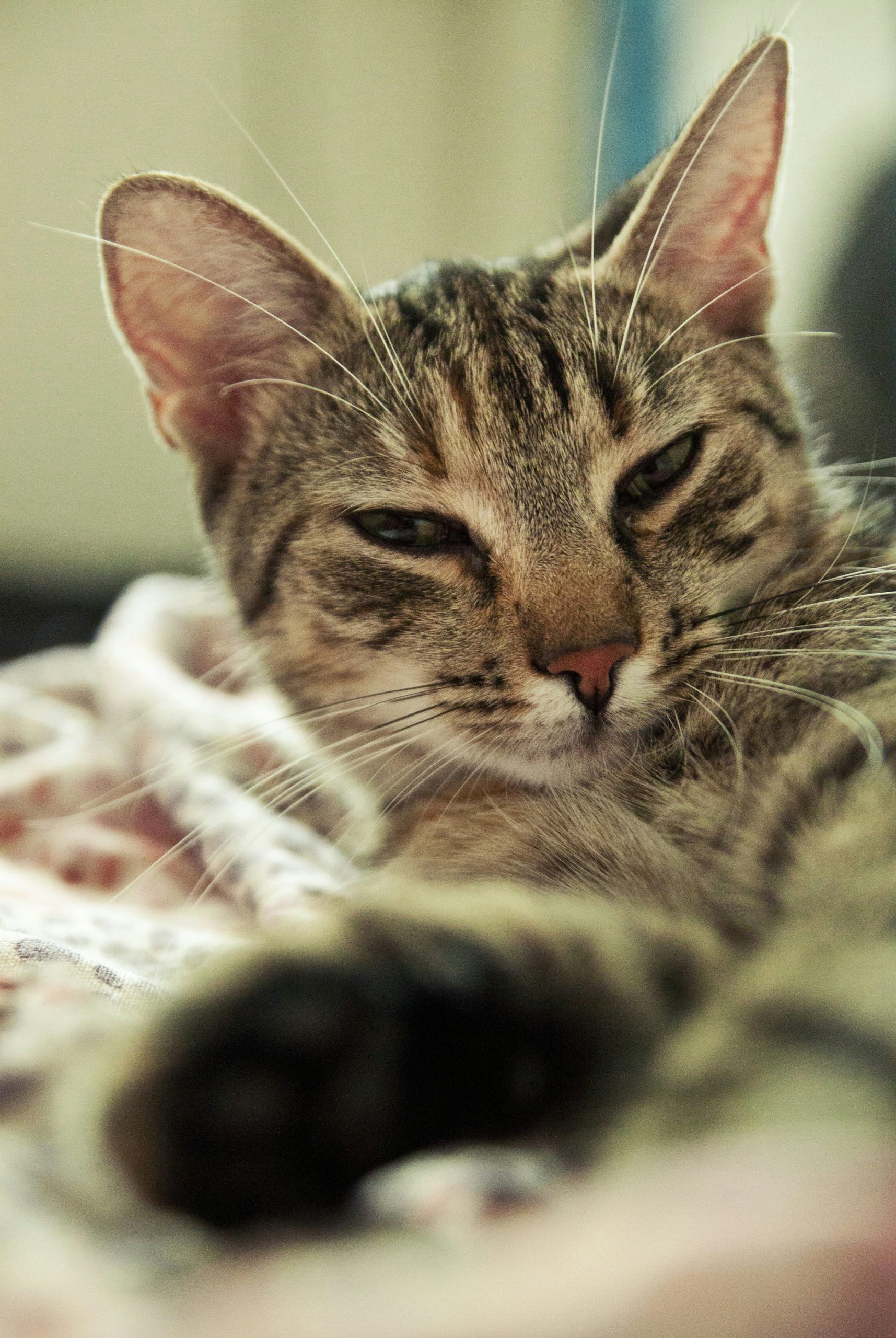 brown tabby cat lying on white and red textile