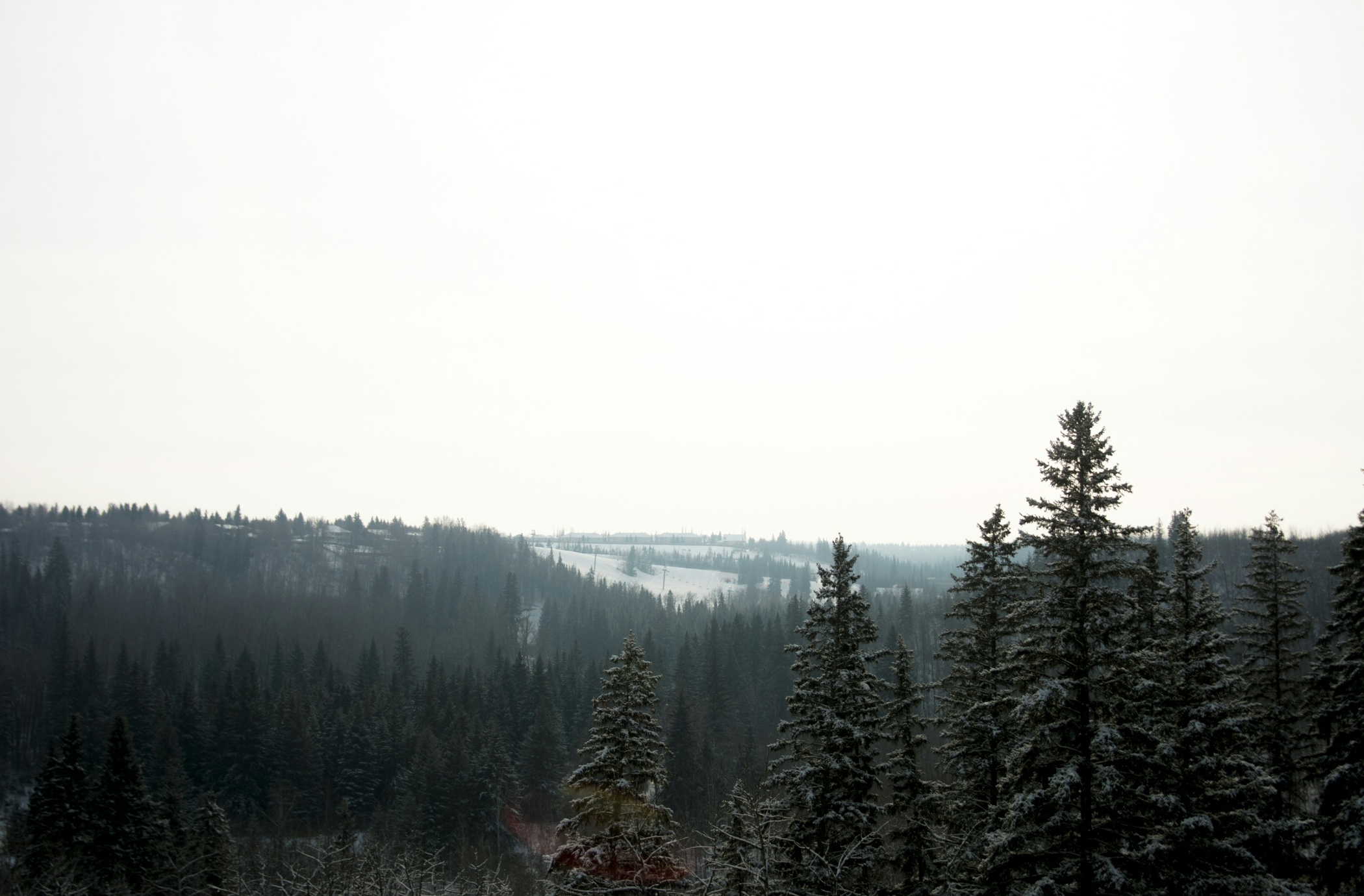 green-leafed trees