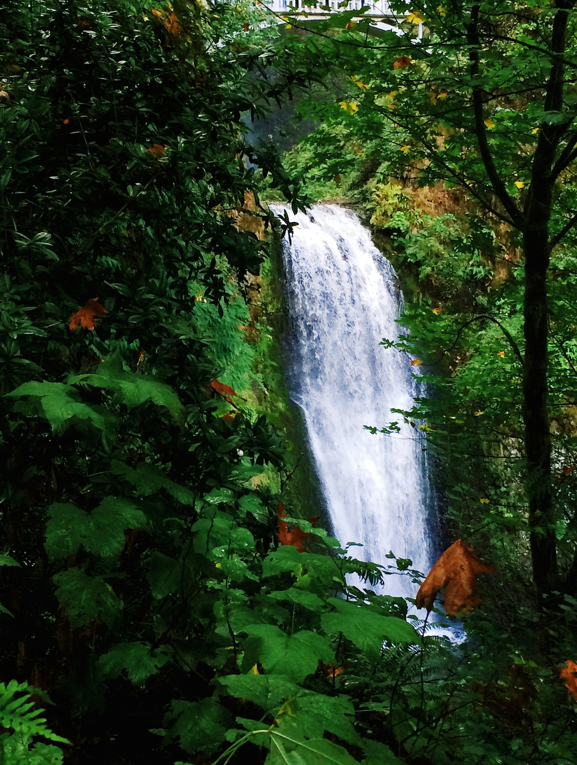 waterfalls in the middle of the forest