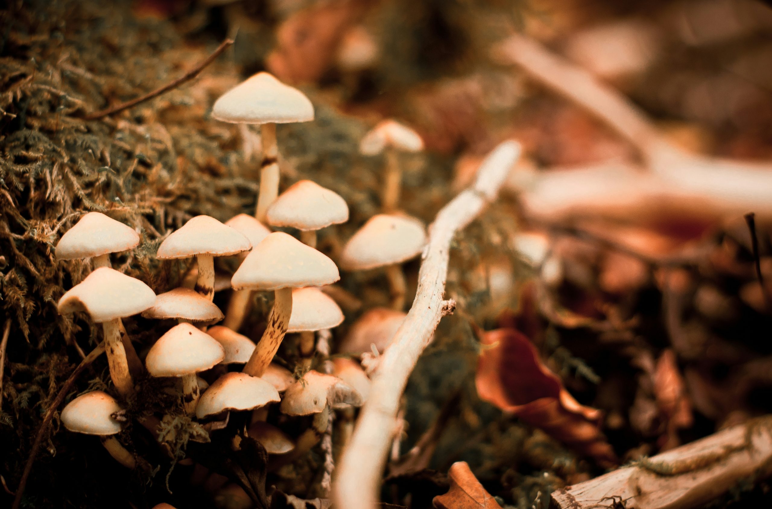 brown mushrooms during daytime
