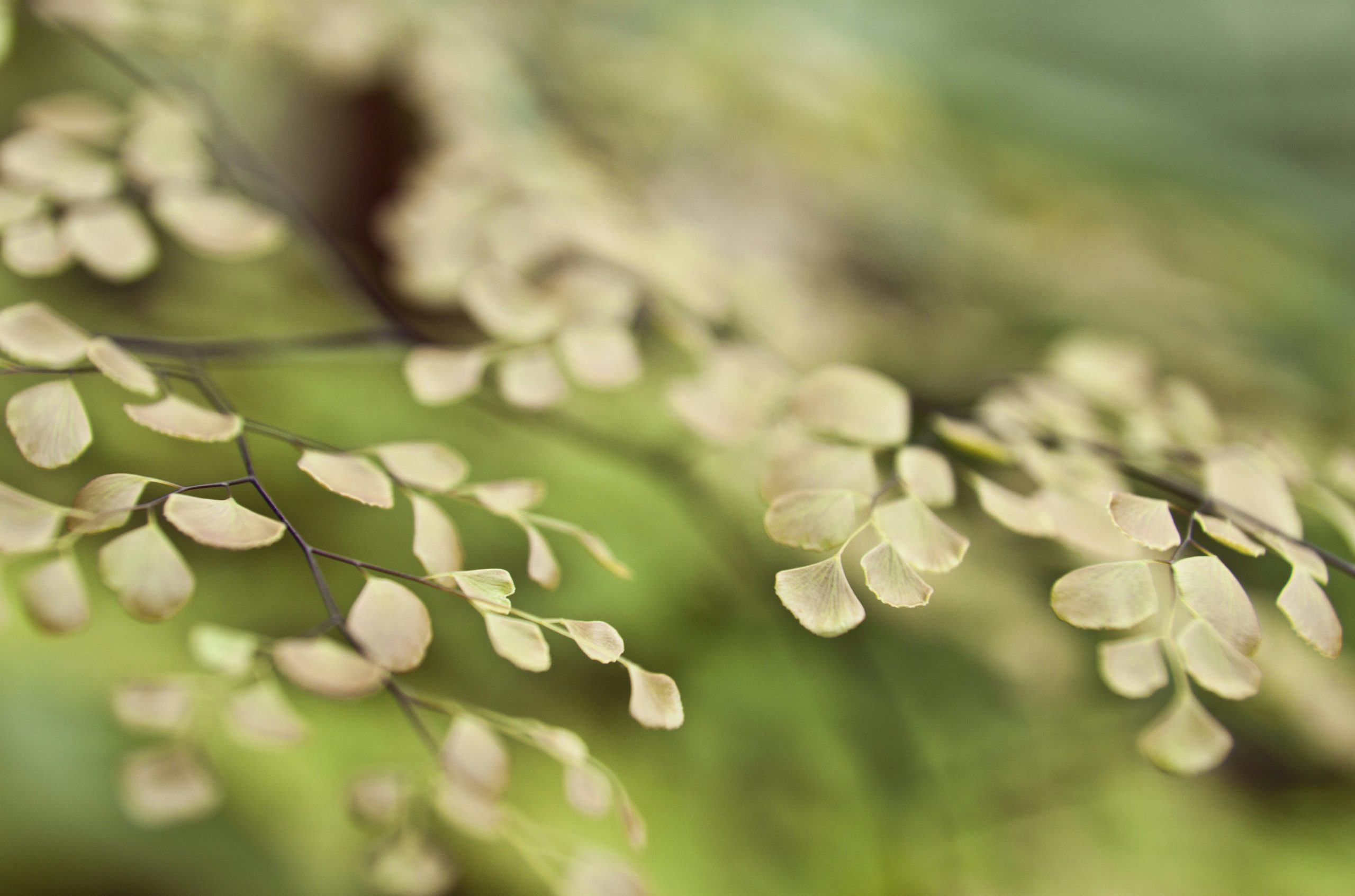 white flowers in tilt shift lens