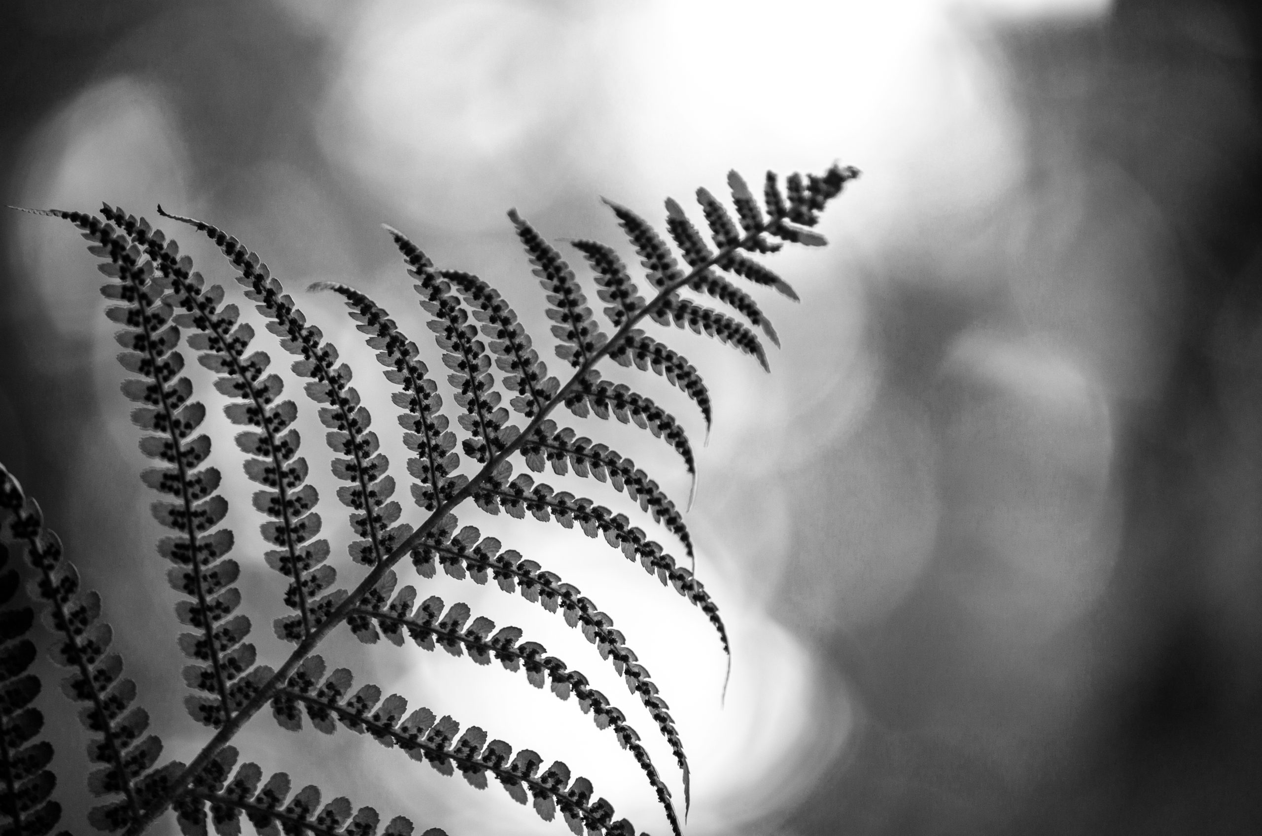 grayscale photo of plant leaves