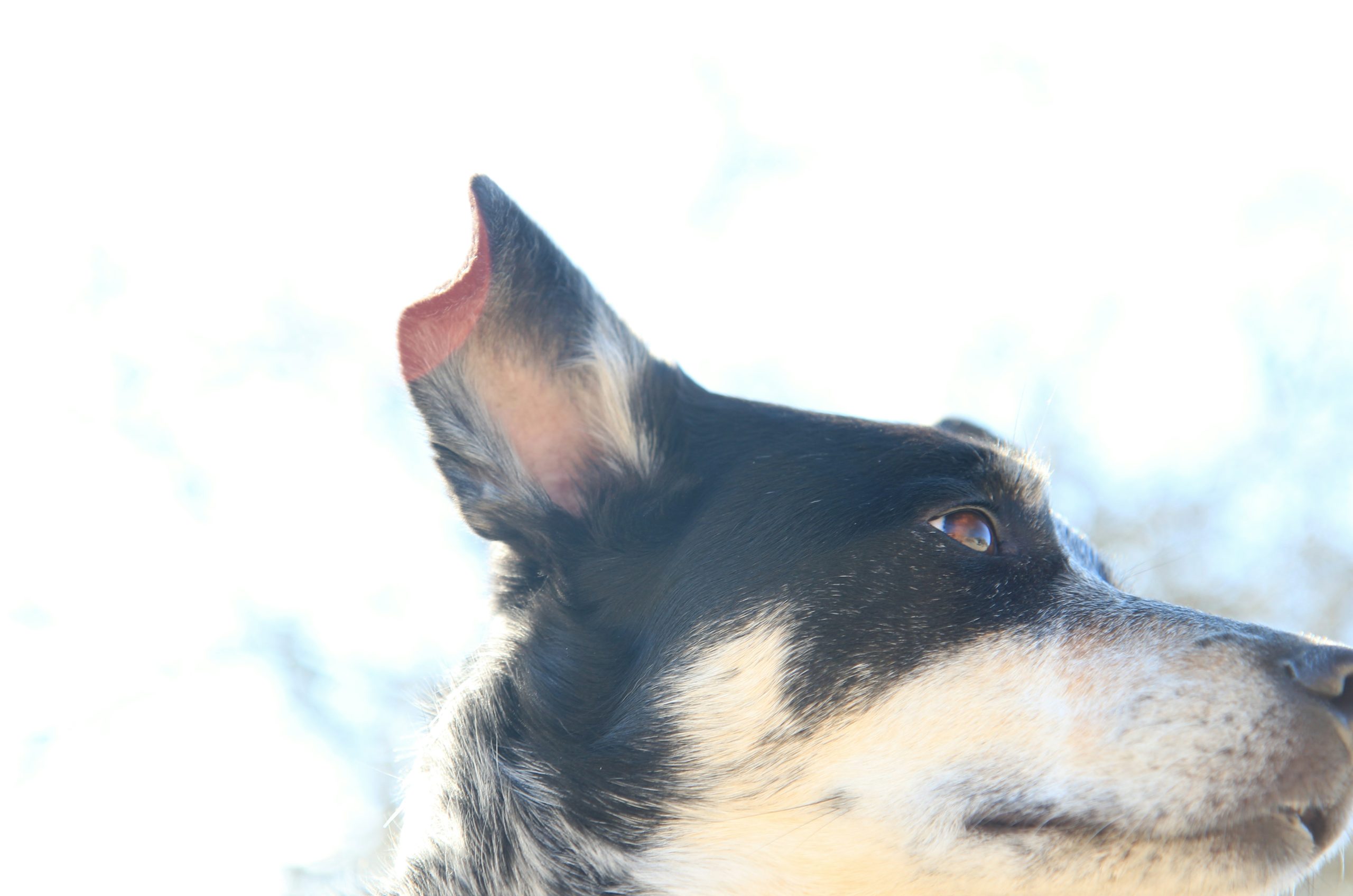 black and white short coated dog