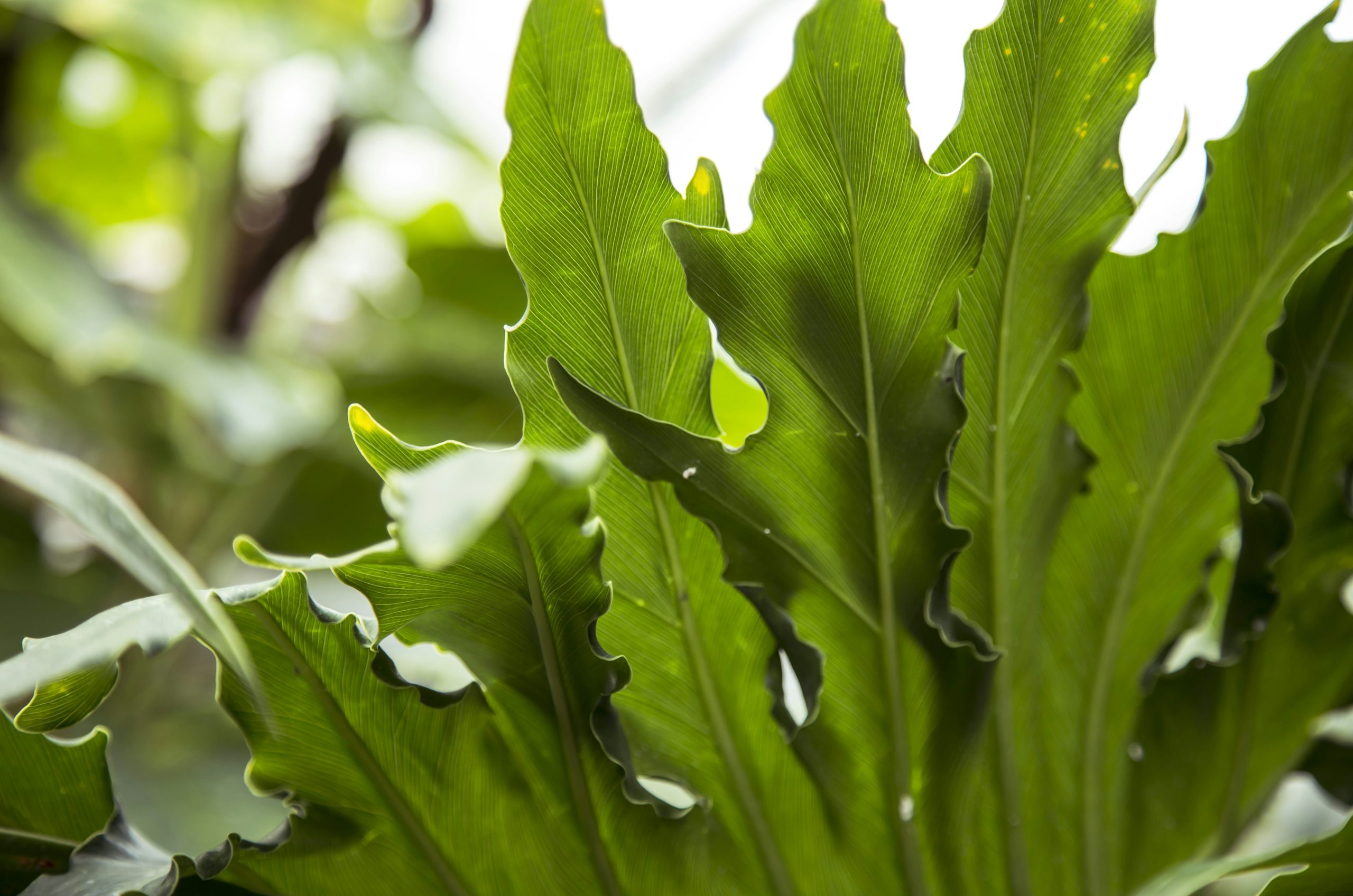green leaf with water droplets