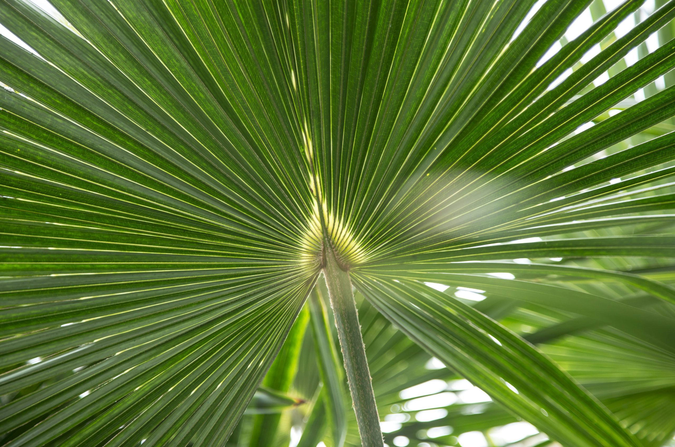 green leaf plant during daytime