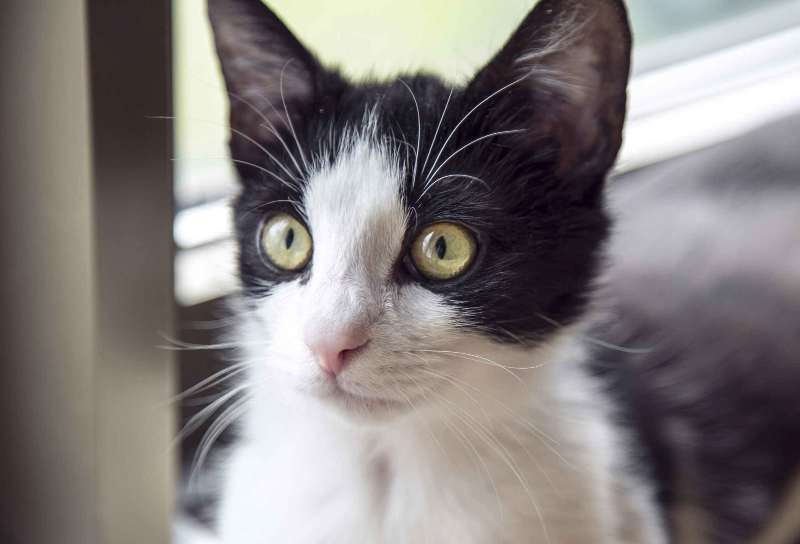 black and white cat with yellow eyes