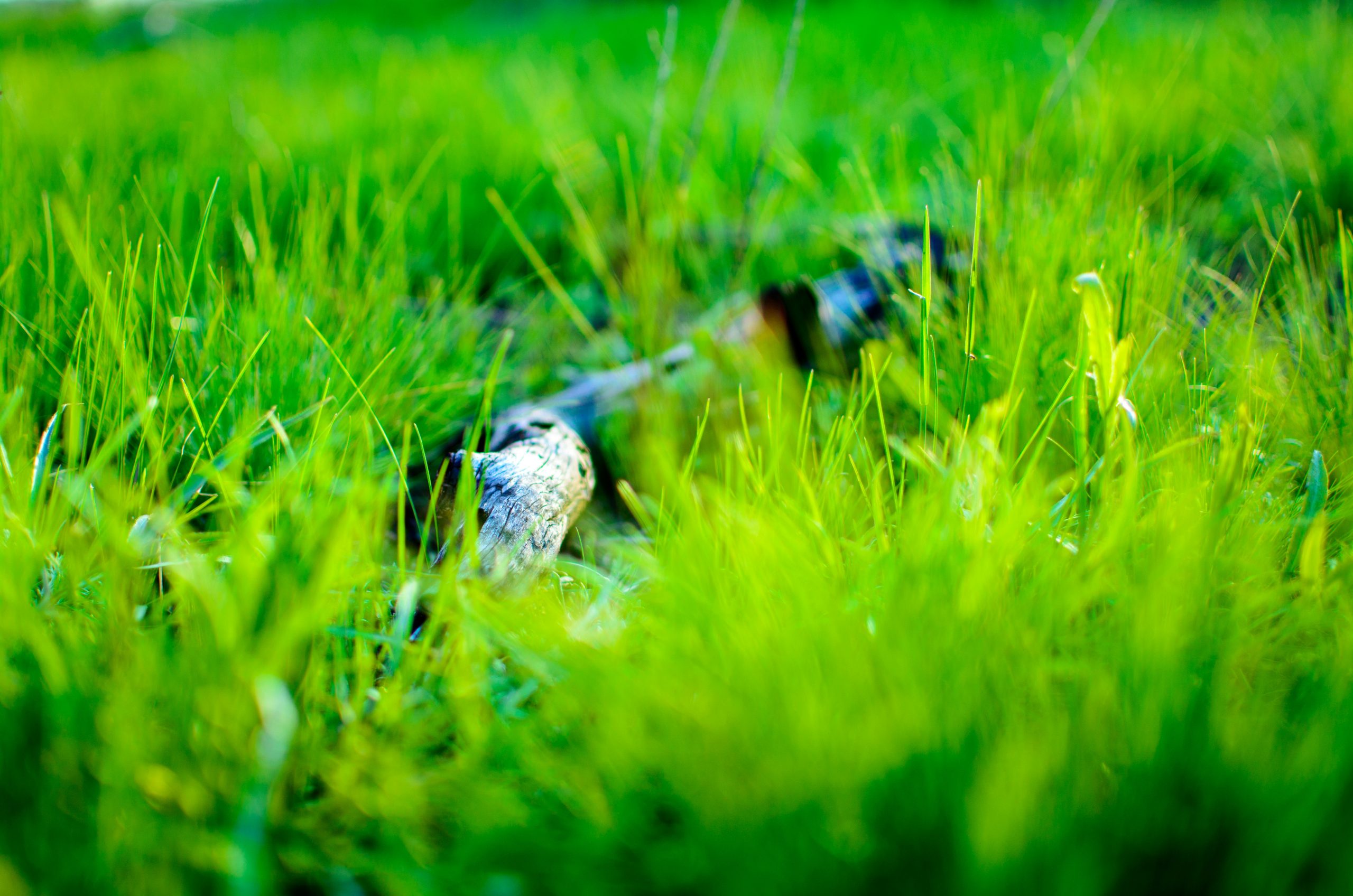 a close up of a grass field with a bird in the distance