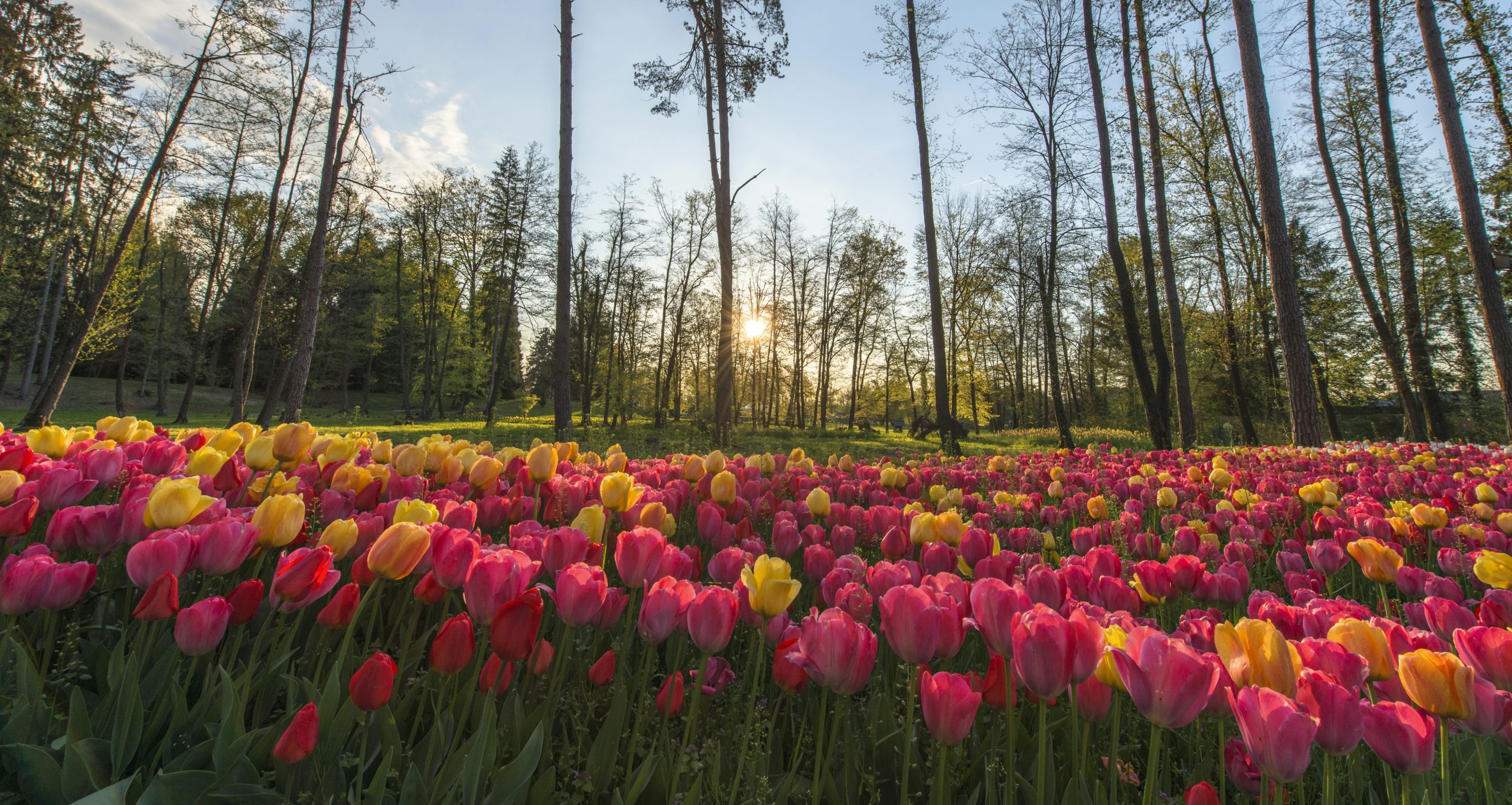 pink-petaled flower field