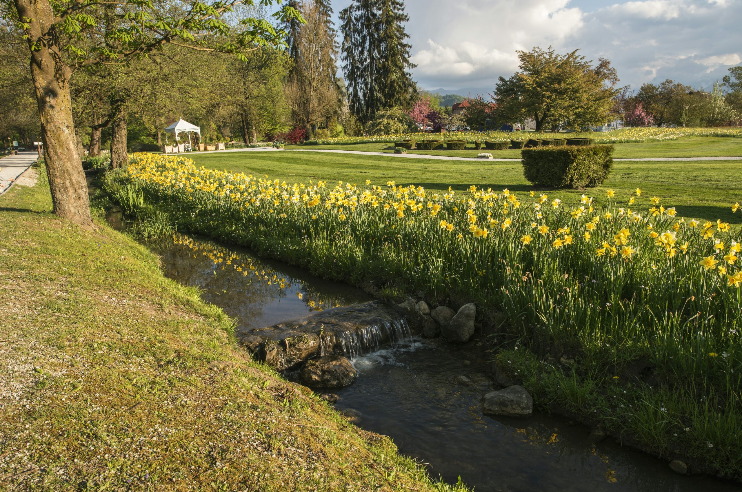 bed of yellow flowers