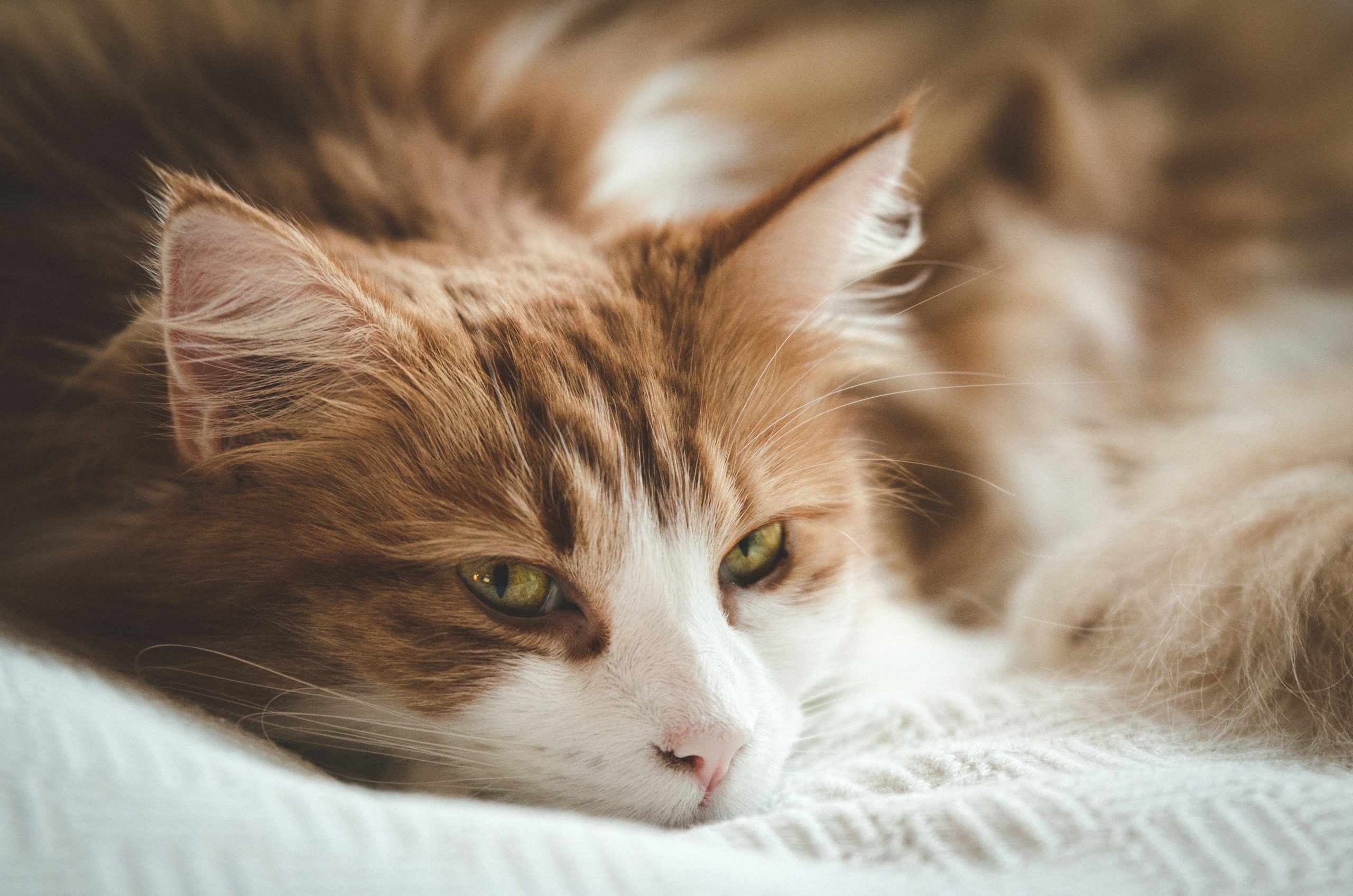 a close up of a cat laying on a bed