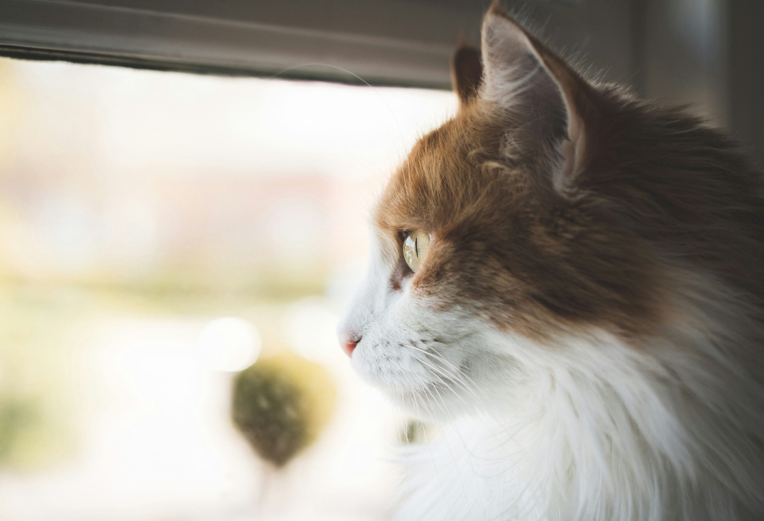 a close up of a cat looking out a window