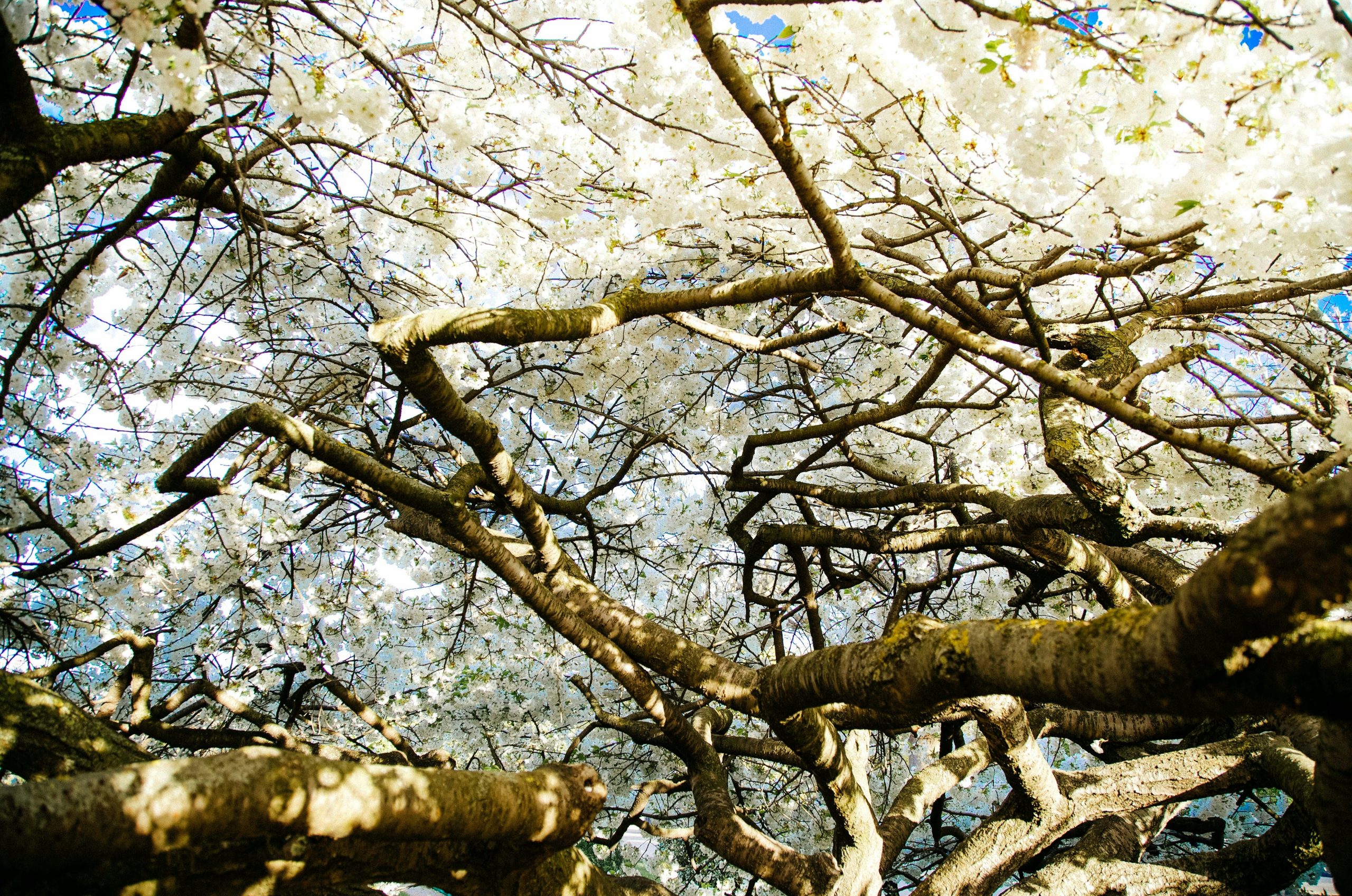 white-leafed tree