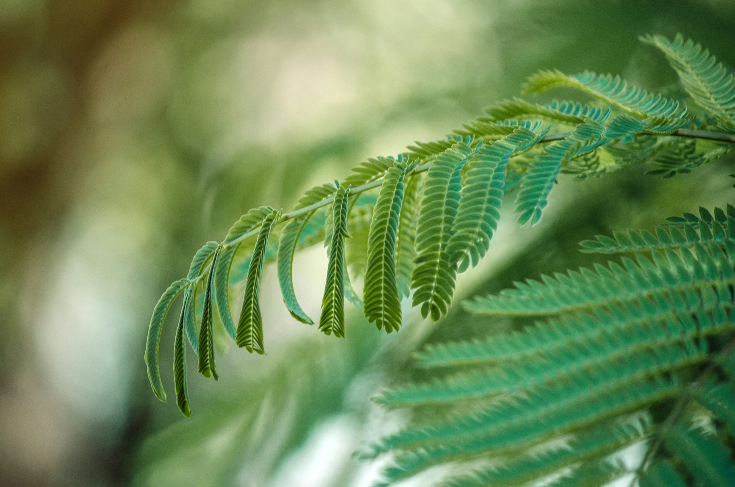 green leaf in close up photography